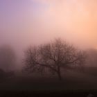 Baum im Nebel