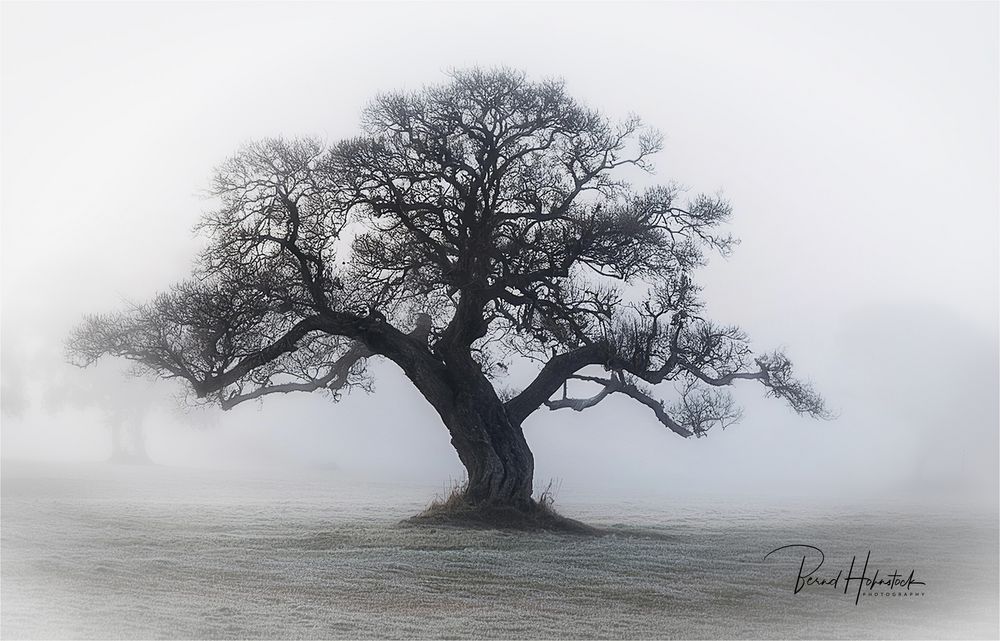 Baum im Nebel ....