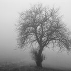 Baum im Nebel