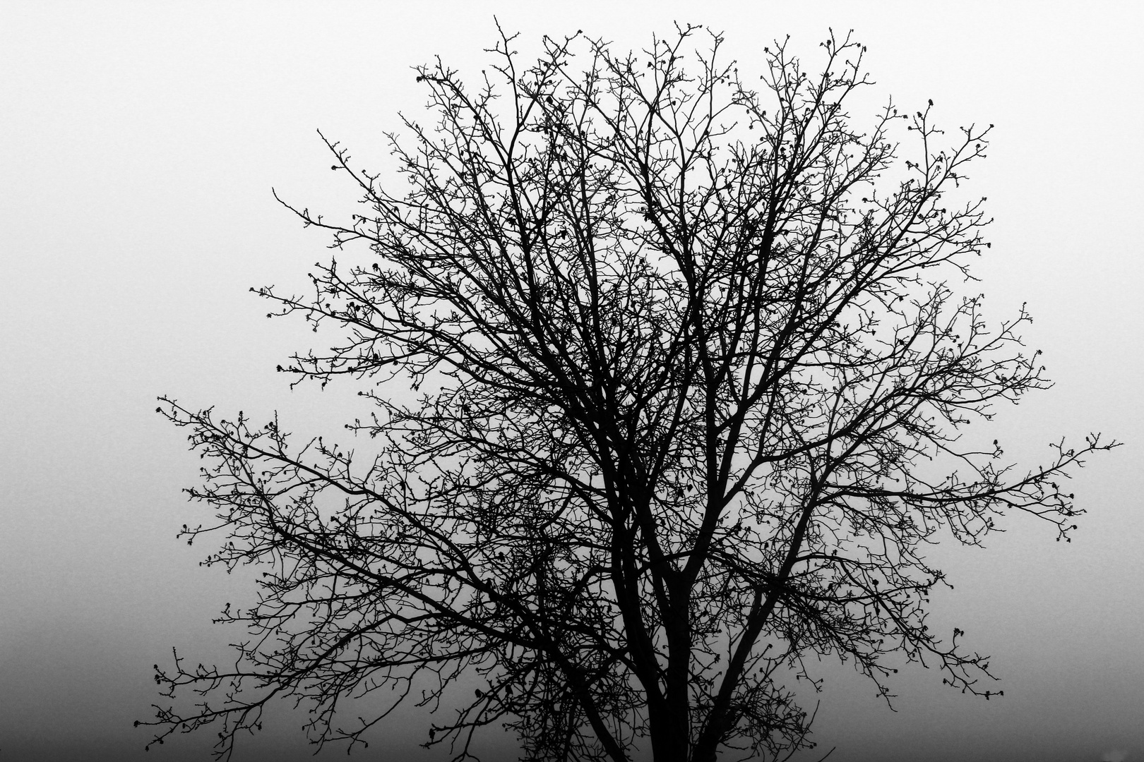 Baum im Nebel