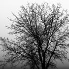 Baum im Nebel