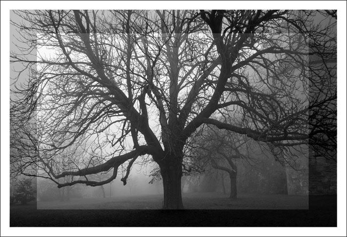 Baum im Nebel