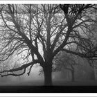 Baum im Nebel