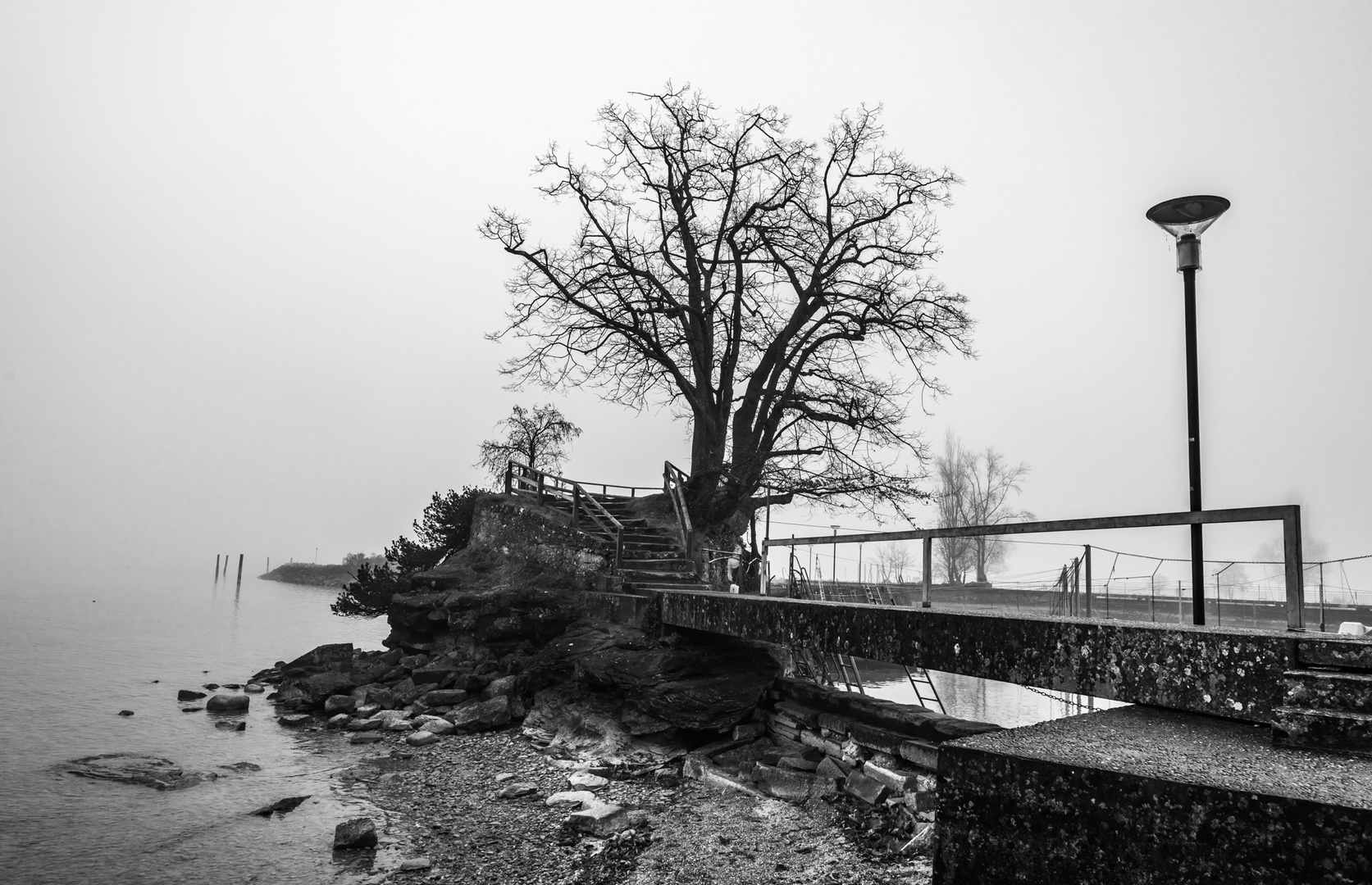 Baum im Nebel