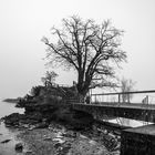 Baum im Nebel