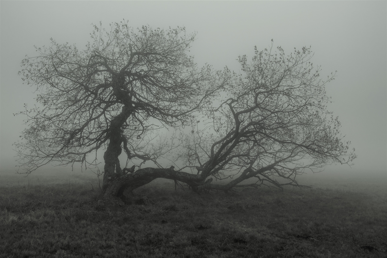 Baum im Nebel