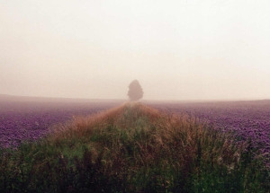 Baum im Nebel