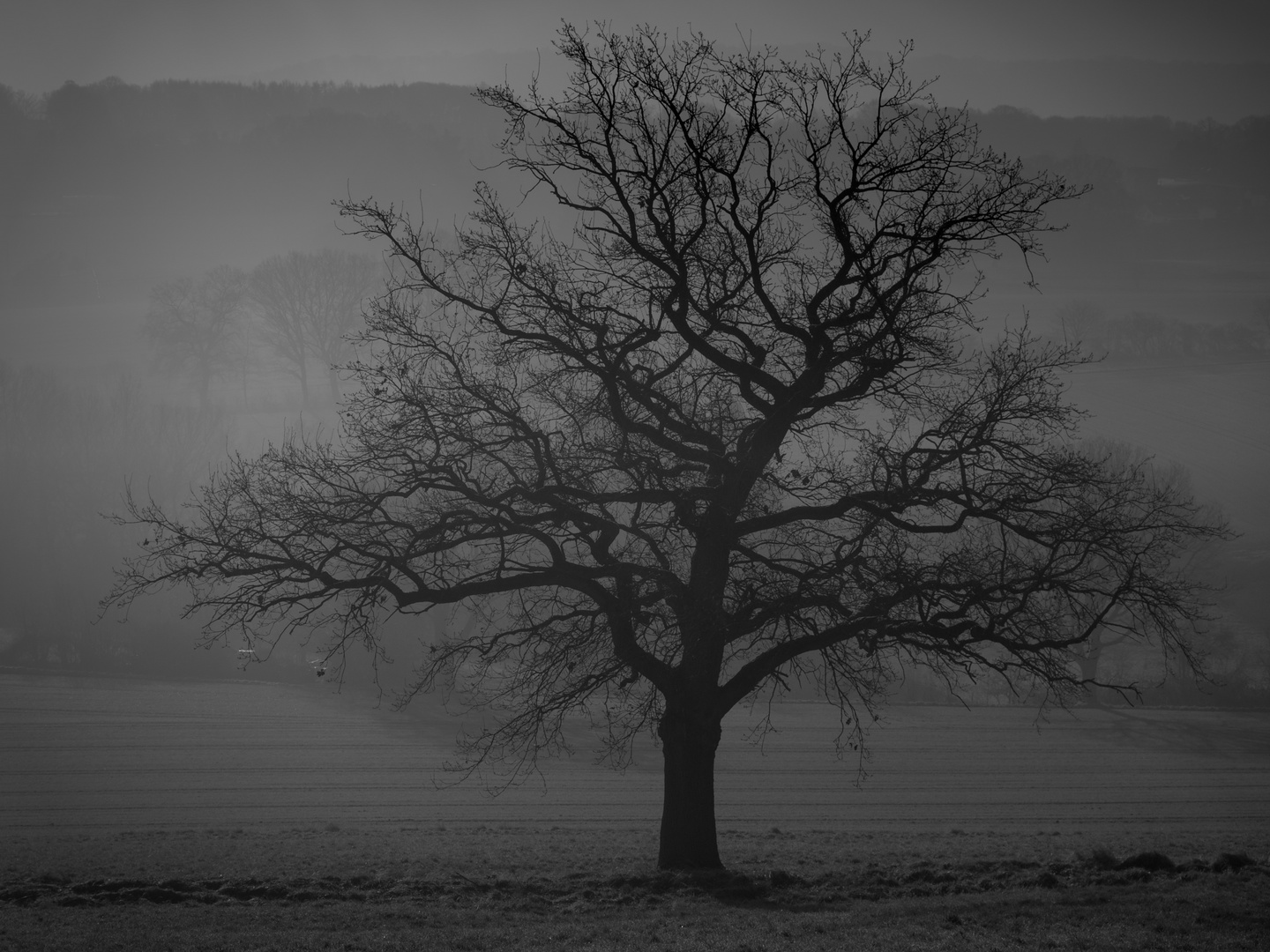 Baum im Nebel