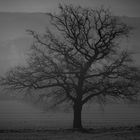 Baum im Nebel