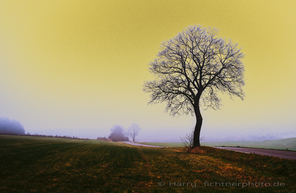 Baum im Nebel