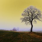 Baum im Nebel