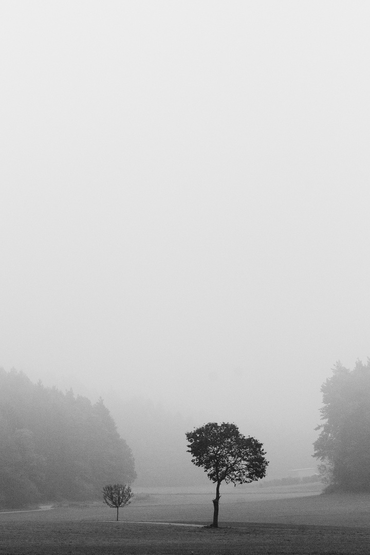 Baum im Nebel