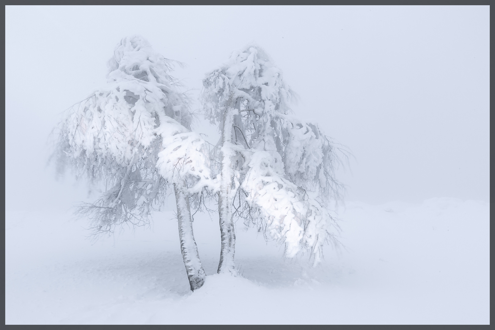 Baum im Nebel