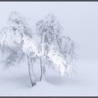 Baum im Nebel