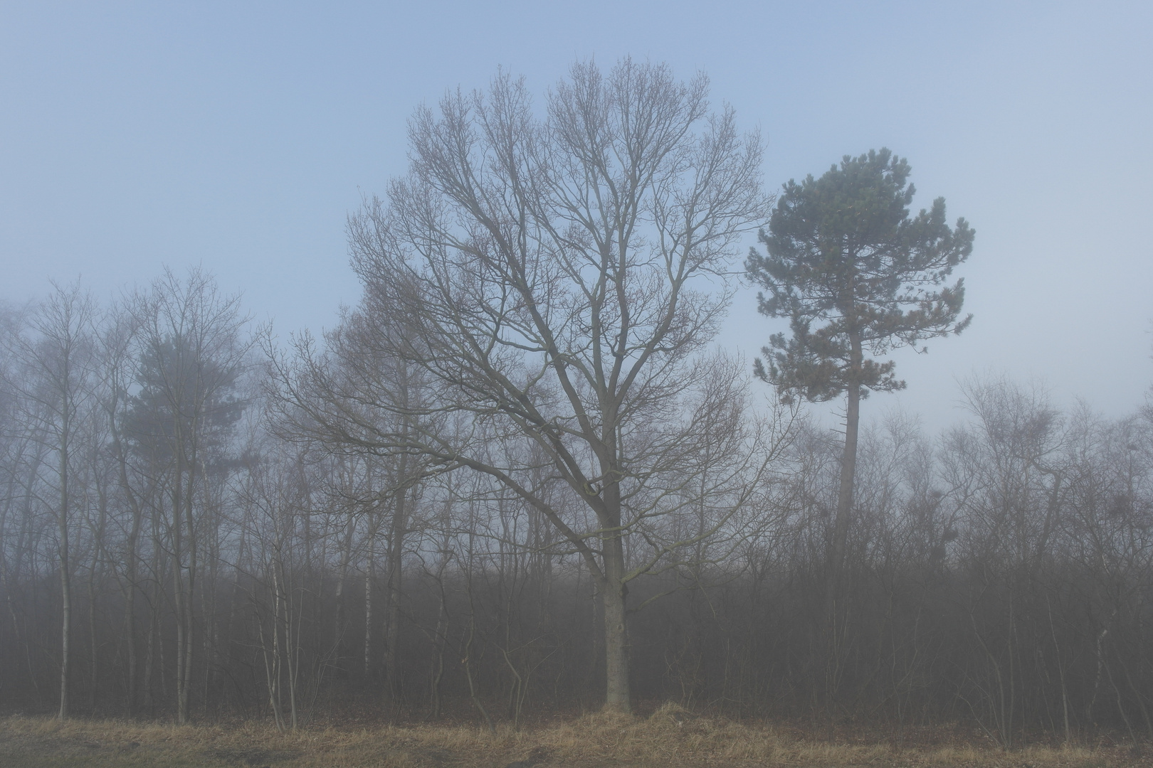 Baum im Nebel