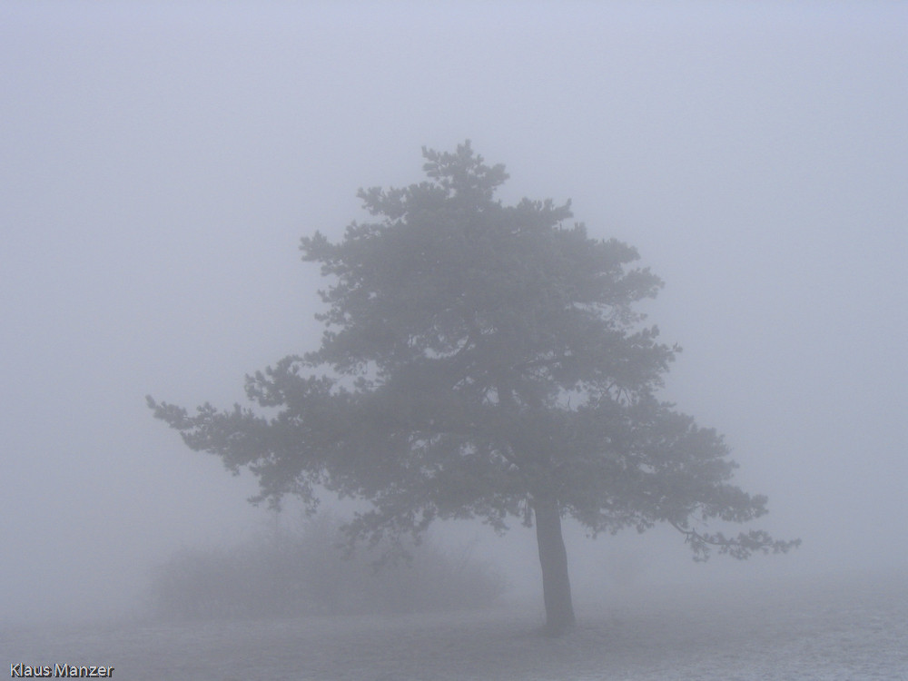 Baum im Nebel