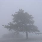 Baum im Nebel