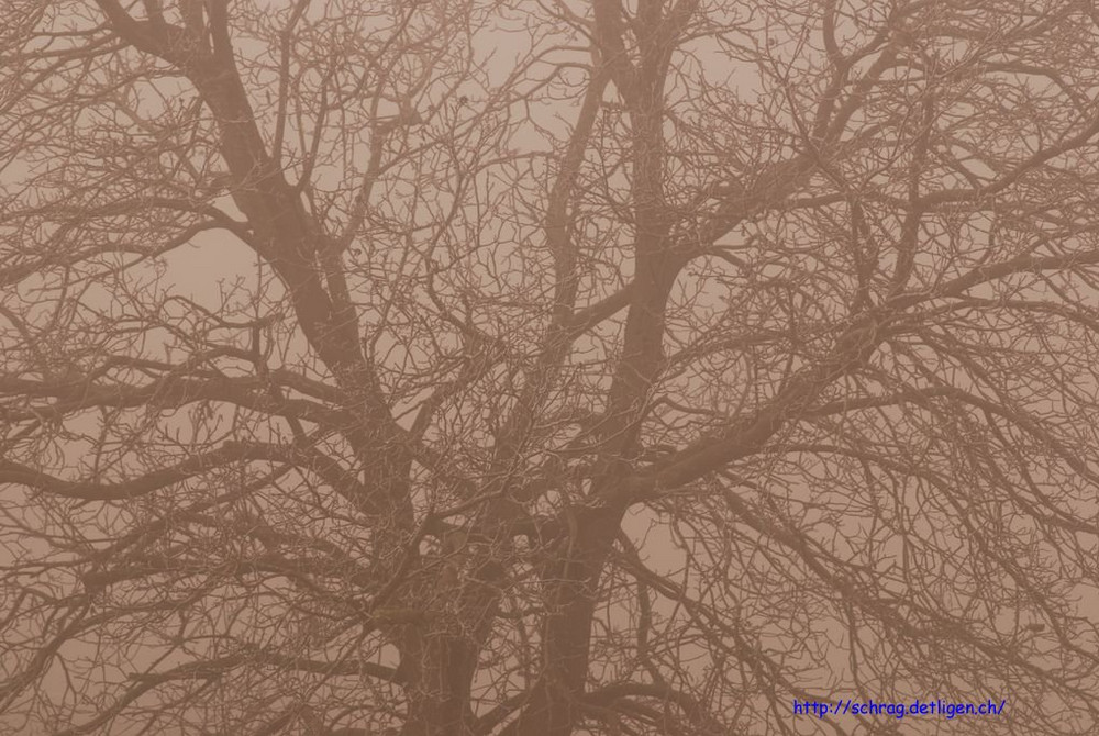 Baum im Nebel