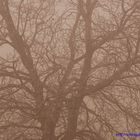 Baum im Nebel