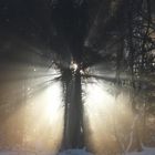 Baum im Nebel