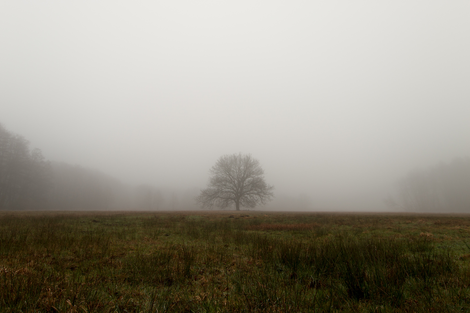 Baum im Nebel