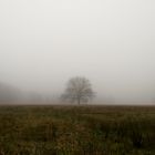 Baum im Nebel