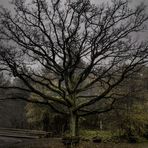 Baum im Nebel