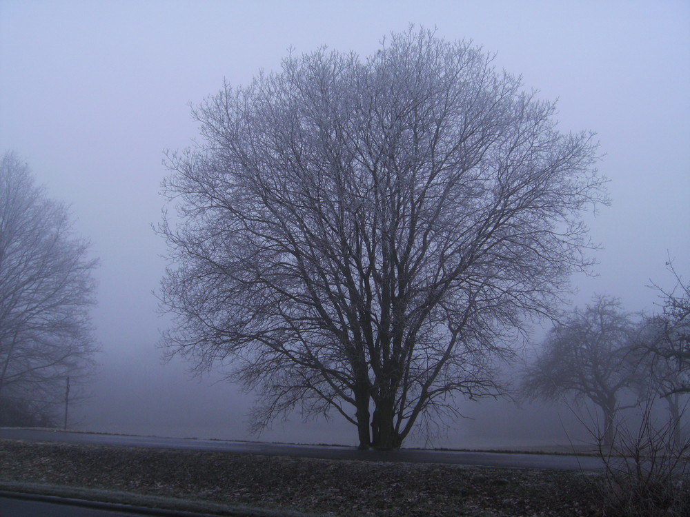 Baum im nebel