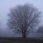 Baum im nebel