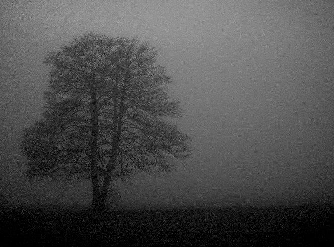 baum im nebel