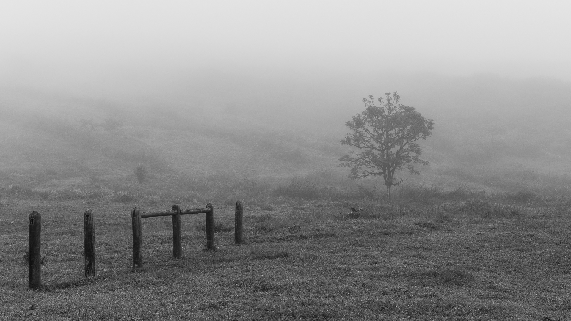 Baum im Nebel