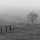 Baum im Nebel