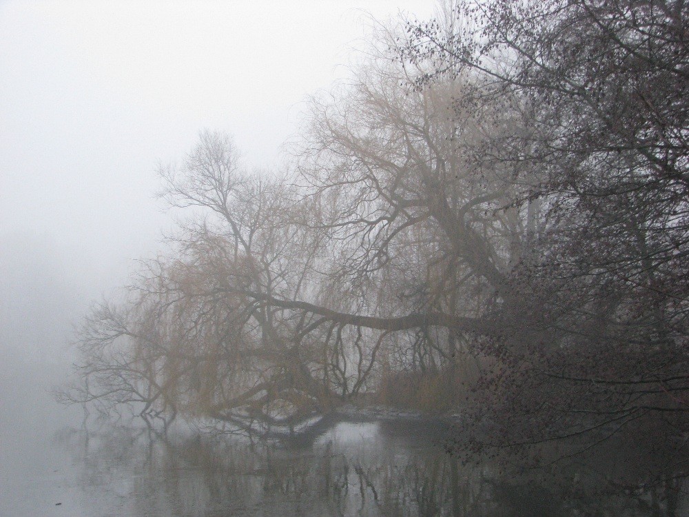 Baum im Nebel