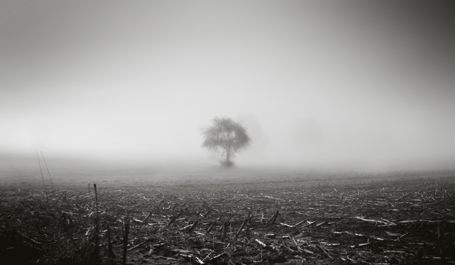 Baum im Nebel