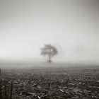 Baum im Nebel