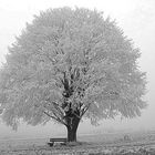 Baum im Nebel