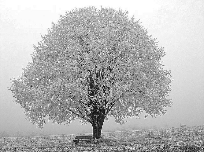 Baum im Nebel