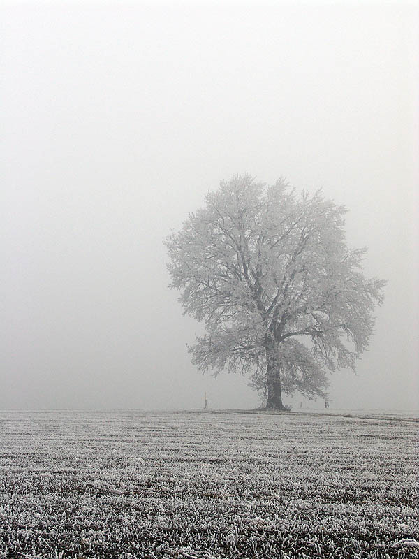 Baum im Nebel