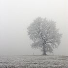 Baum im Nebel