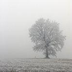 Baum im Nebel