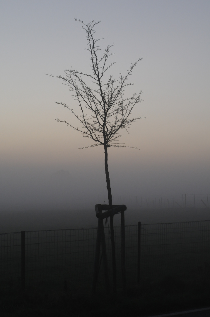 Baum im Nebel-Abends im Oktober