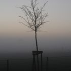 Baum im Nebel-Abends im Oktober