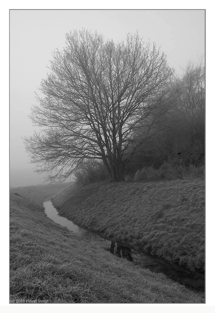 Baum im Nebel