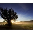 Baum im Nebel