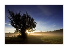 Baum im Nebel