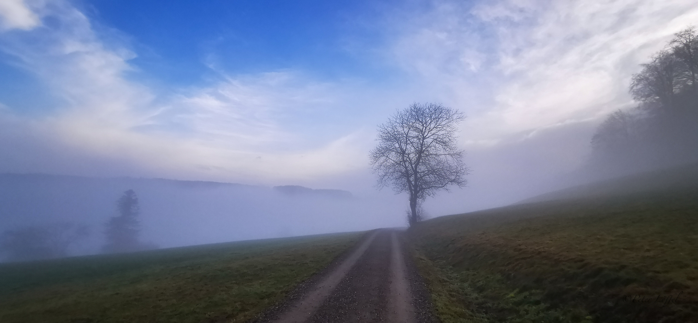 Baum im Nebel