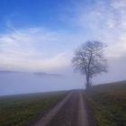 Baum im Nebel