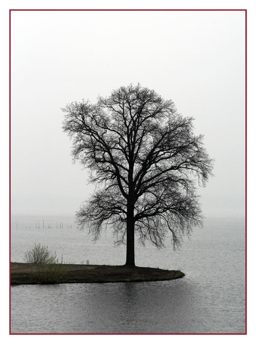 Baum im Nebel am Schweriner See