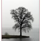 Baum im Nebel am Schweriner See