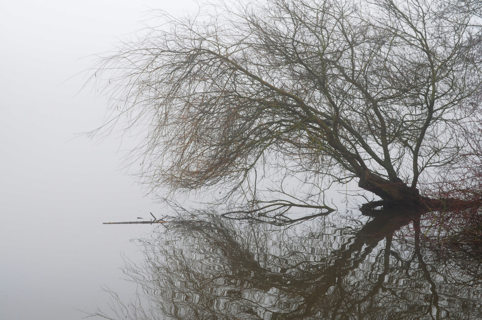 Baum im Nebel am See